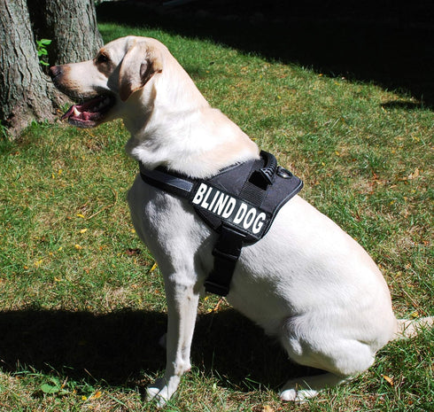 Doggie Stylz Set of 2 Reflective Blind Dog Removable Patches, Durable and Interchangeable for Harnesses & Vests.