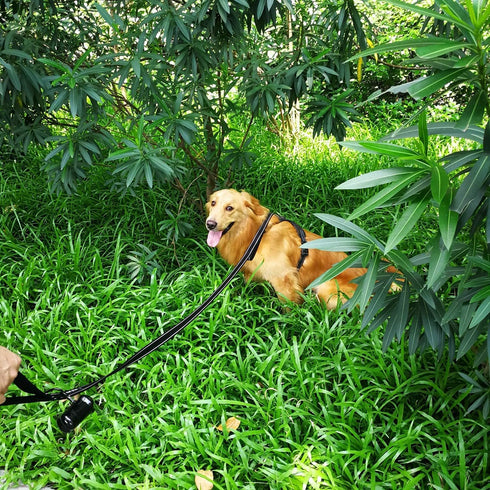 Heavy Duty Dog Leash 6ft Long - Traffic Padded Two Handle Nylon Leashes for Large or Medium Dogs - Reflective Dual
