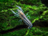 1 Aquatic Arts - Female Blue Brazos Crayfish - Live Freshwater Aquarium Lobster/Crawfish/Crawdad/Real Living Nano Fish