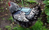 2 Pack DOWN UNDER OUTDOORS Small Chicken Saddles for Bantams and Young Birds, Includes Shoulder Covers (Teal)