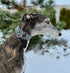 Martingale Dog Collar and Leash Set for Greyhound Saluki Whippet and Similar Breeds, 2" Wide (14"-18" and Leash Set)