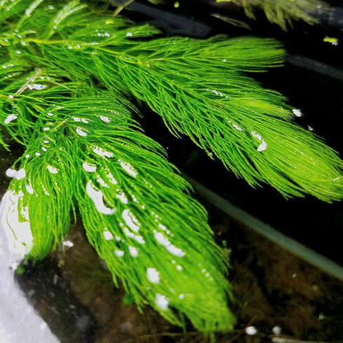 Aquatic Discounts 1 5-6 2 1 Hornwort - Young, Healthy, Super Easy Live Aquarium Plant, Bundle in. Great for Betta
