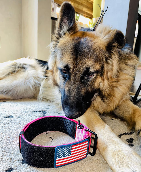 Heavy Duty Tactical Dog Collar 2 Inch Wide with Metal 2-Pin Belt Buckle for Medium, Large & XL Dogs, Reflective, USA