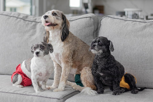Premium Washable Dog Diapers & Extenders, (3 Pack) of Extra Small Female Dog Diapers, Color: Samba