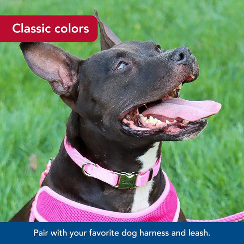 Coastal Pet Adjustable Dog Collar with Metal Buckle - Neon Pink, 1" x 18" - 26"