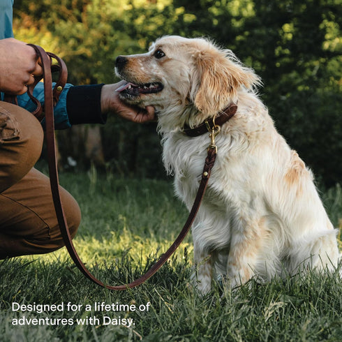 Classic Leather Dog Collar by Scout Supply, Heavy Duty Thick Full Grain Leather, Waterproof & Rust-Proof Brass Hardware