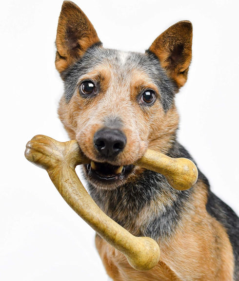 Pet Qwerks Wishbone BarkBone, Nylon Chew Toy for Aggressive Chewers, Peanut Butter Flavor, 8.25"