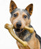 Pet Qwerks Wishbone BarkBone, Nylon Chew Toy for Aggressive Chewers, Peanut Butter Flavor, 8.25"