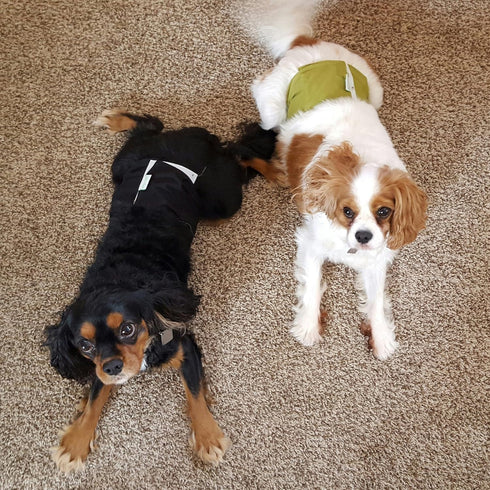 wegreeco Washable Dog Diapers - Pack of 3 Male Dog Belly Wraps (Black, Blue, Olive, Medium)