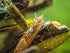 2 Aquatic Arts Large Freshwater Bamboo Shrimp (Live Singapore Flower Shrimp) | Aquarium Filter | Safe