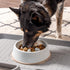 IRIS USA 4-Cup Slow Feeder Dog Bowl, Anti-Choking & Anti-Slip for Healthy Digestion