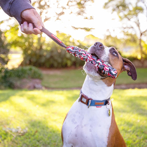 EzyDog Beaver Tail Dog Toy - Durable Fetch and Tug Toy for Retrievers and Water Dogs, Small Size for Dogs Under 44 lbs