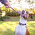 EzyDog Beaver Tail Dog Toy - Durable Fetch and Tug Toy for Retrievers and Water Dogs, Small Size for Dogs Under 44 lbs