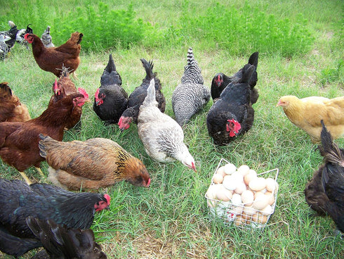 Desert Oasis Farm Fertile Hatching Eggs