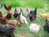 Desert Oasis Farm Fertile Hatching Eggs