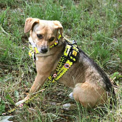 Dingo Dog Lead Do Not Pet Leash for Puppies, Training, Working, Service, Emotional Support Dogs, Yellow, L