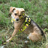 Dingo Dog Lead Do Not Pet Leash for Puppies, Training, Working, Service, Emotional Support Dogs, Yellow, L