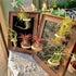 Generic 8 Tillandsia Air Plant Trio Kit: Caput-Medusae, Ionantha v.Stricta, Funckiana, Frame with Magnetic Holders