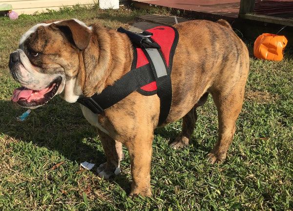HDP Big Dog Soft No Pull Harness, Medium Size, Red Color