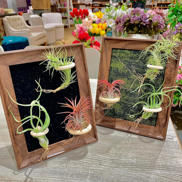 Generic Tillandsia Air Plant Trio Kit: Caput-Medusae, Ionantha v.Stricta, Funckiana, 8 Frame with
