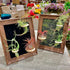 Generic Tillandsia Air Plant Trio Kit: Caput-Medusae, Ionantha v.Stricta, Funckiana, 8 Frame with