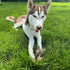 SPOT Dura-Fused Chunkies Fox Dog Toy - All Natural Leather and Felt, Durable Extra Thick Chew Toy for Aggressive