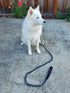 Blazing Paws Vibrania 6 Ft Super Soft Braided Leather Dog Leash, Heavy Duty with Side Ring, Teal Green Blue