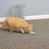 Fairly Odd Novelties Cat Fishing Pole Toy, Funny Interactive Fish Toy for Cats, Kittens, and Small Pets, Multi-Colored