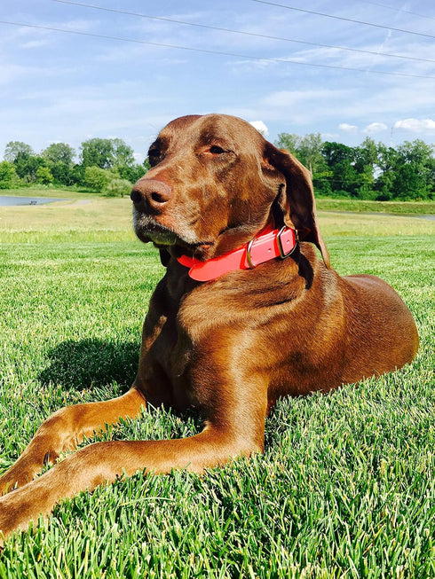 Regal Dog Products Large Light Green Dog Collar, Heavy Duty Double Buckle & D Ring, Adjustable Biothane Collar