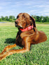 Regal Dog Products Large Light Green Dog Collar, Heavy Duty Double Buckle & D Ring, Adjustable Biothane Collar