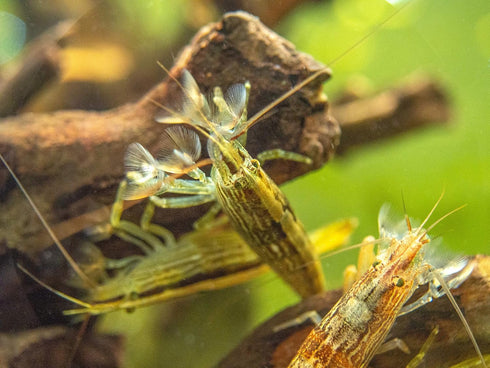 2 Aquatic Arts Large Freshwater Bamboo Shrimp (Live Singapore Flower Shrimp) | Aquarium Filter | Safe