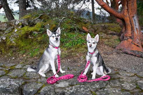 EcoBark Dog Leash, Soft & Reflective Comfort Training Leashes with Padded Handle, Heavy Duty for Small, Medium, Large
