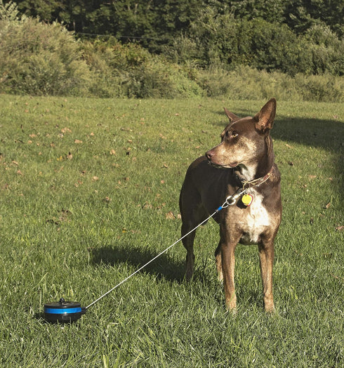 Lixit Bracket Mount and Stake Retractable Leash Tie Outs for Dogs (Medium Stake)