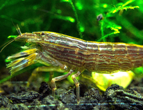 Aquatic Arts 2 Large Freshwater Bamboo Shrimp (Live Singapore Flower Shrimp) |