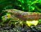 Aquatic Arts 2 Large Freshwater Bamboo Shrimp (Live Singapore Flower Shrimp) |