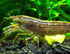 Aquatic Arts 2 Large Freshwater Bamboo Shrimp (Live Singapore Flower Shrimp) |