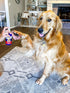 Vetericyn Plus Hot Spot Spray for Dogs, 8 Ounces, Skin Sores & Irritations Relief