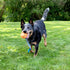 Chew King Ball Launcher with 2.5" Balls, 3" Balls, Medley 3pk/2.75", and Float and Glow Flyers