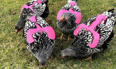 4 Pack DOWN UNDER OUTDOORS VERY VERY SMALL PVC Chicken Saddles, Bantams, Young Birds