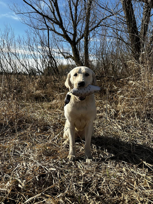 Ultimate Quail Dog Training Scent Kit - Scent for Upland Dog Training