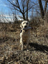 Ultimate Quail Dog Training Scent Kit - Scent for Upland Dog Training