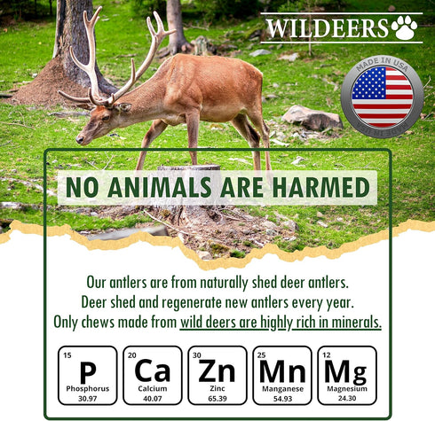 Wildeers Large Deer Antlers for Dogs - Premium Chew Treats, Made in USA, Naturally Shed, Grade A, 7-9 in, 2 Pieces