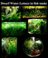 Aquatic Discounts 40+ Surface/Floating Live Aquarium (Pond) Plants - Dwarf Water Lettuce