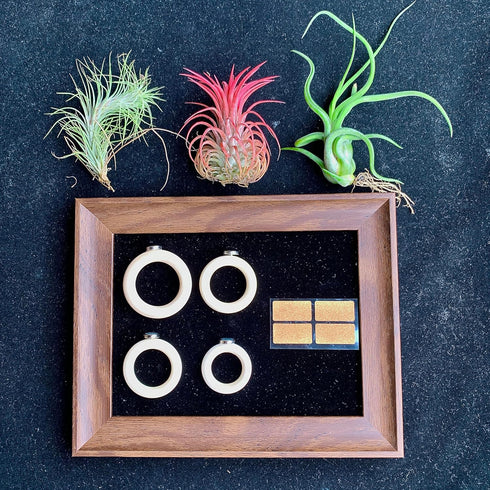 Generic 8 Tillandsia Air Plant Trio Kit: Caput-Medusae, Ionantha v.Stricta, Funckiana, Frame with Magnetic Holders
