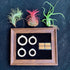 Generic 8 Tillandsia Air Plant Trio Kit: Caput-Medusae, Ionantha v.Stricta, Funckiana, Frame with Magnetic Holders
