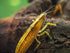 2 Aquatic Arts Large Freshwater Bamboo Shrimp (Live Singapore Flower Shrimp) | Aquarium Filter | Safe
