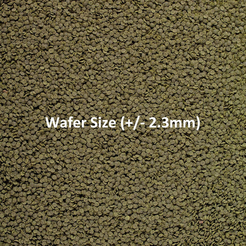 0.53 oz (15 Ocean Nutrition Shrimp Wafers - Sinking Shrimp Food for Freshwater Shrimp Tank (Neocaridina, Caridina
