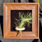 Generic Tillandsia Ionantha v. Stricta Air Plant Kit, 4" Frame (Wall-Mount & Free-Stand),