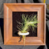 Generic Tillandsia Ionantha v. Stricta Air Plant Kit, 4" Frame (Wall-Mount & Free-Stand),