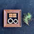 Generic 4" Tillandsia Ionantha v. Stricta Air Plant Kit, Frame (Wall-Mount & Free-Stand), Magnetic Holder, Black
